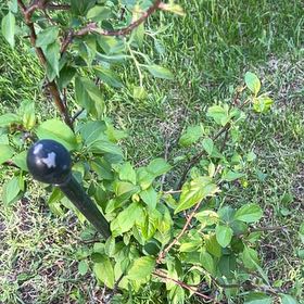 Photo of the plant species Lonicera Japonica by @TunefulMelittis named Sonora on Greg, the plant care app