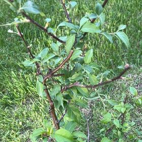 Photo of the plant species Creek Dogwood by @TunefulMelittis named Mochi on Greg, the plant care app