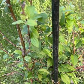 Photo of the plant species Creek Dogwood by @TunefulMelittis named Beckham on Greg, the plant care app