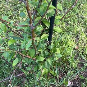 Photo of the plant species Creek Dogwood by @TunefulMelittis named Girlfrond on Greg, the plant care app