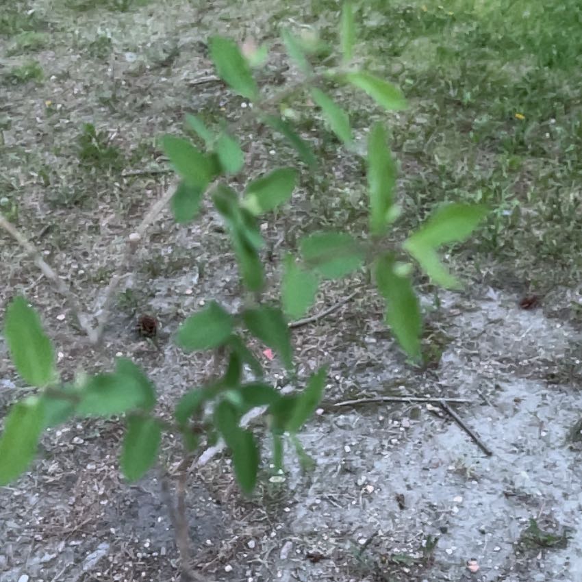 Photo of the plant species Yaupon by @TunefulMelittis named Morgan Treeman on Greg, the plant care app