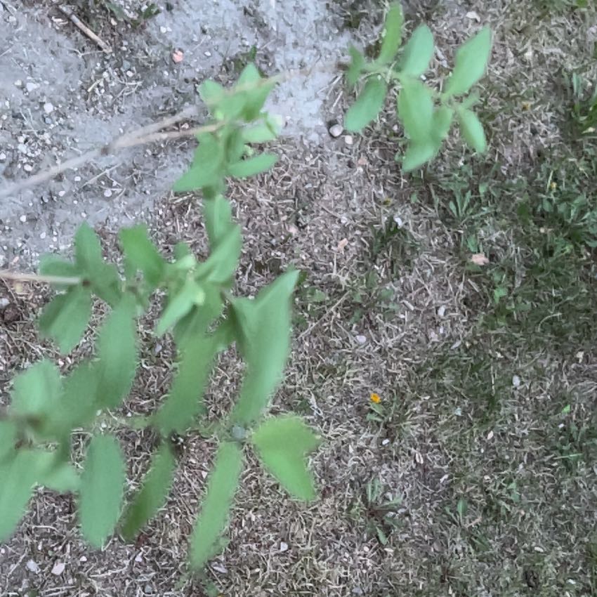 Photo of the plant species Morrow's Honeysuckle by @TunefulMelittis named Hamilton on Greg, the plant care app