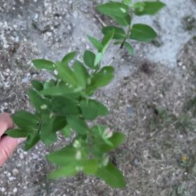 Photo of the plant species Cenicilla by @TunefulMelittis named Sonora on Greg, the plant care app