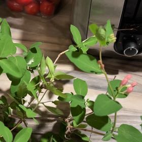 Photo of the plant species Scarlet Honeysuckle by @TunefulMelittis named Anne on Greg, the plant care app