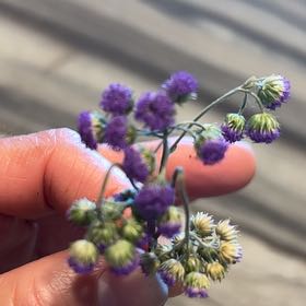 Photo of the plant species New York Ironweed by @TunefulMelittis named Anne on Greg, the plant care app