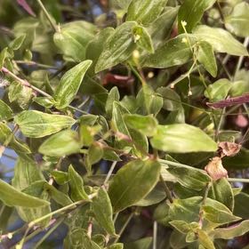 Photo of the plant species Smilax Asparagus by @TunefulMelittis named Pax on Greg, the plant care app