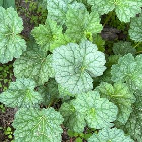 Photo of the plant species Coral Bells by @TunefulMelittis named Marley on Greg, the plant care app