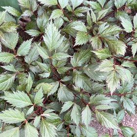 Photo of the plant species Black Baneberry by @TunefulMelittis named Prince on Greg, the plant care app