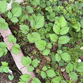 Photo of the plant species Wine Raspberry by @TunefulMelittis named Osmo on Greg, the plant care app