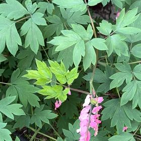 Photo of the plant species Asian Bleeding-Heart by @TunefulMelittis named Sanders on Greg, the plant care app