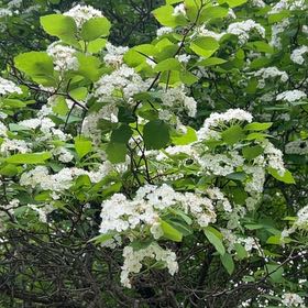 Photo of the plant species Catalpa by @TunefulMelittis named Nithin on Greg, the plant care app
