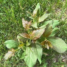 Photo of the plant species Broad-Leaved Dock by @TunefulMelittis named Huckleberry Fern on Greg, the plant care app