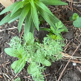 Photo of the plant species Herb Sophia by @TunefulMelittis named Surya on Greg, the plant care app