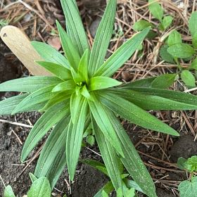 Photo of the plant species Tiger Lily by @TunefulMelittis named Tolkien on Greg, the plant care app