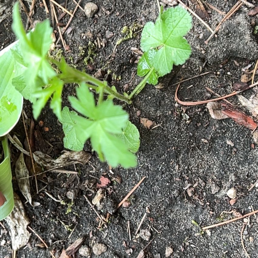 Photo of the plant species Flower of an Hour by @TunefulMelittis named Homer on Greg, the plant care app