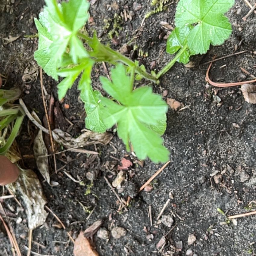 Photo of the plant species Musk Mallow by @TunefulMelittis named Navajo on Greg, the plant care app