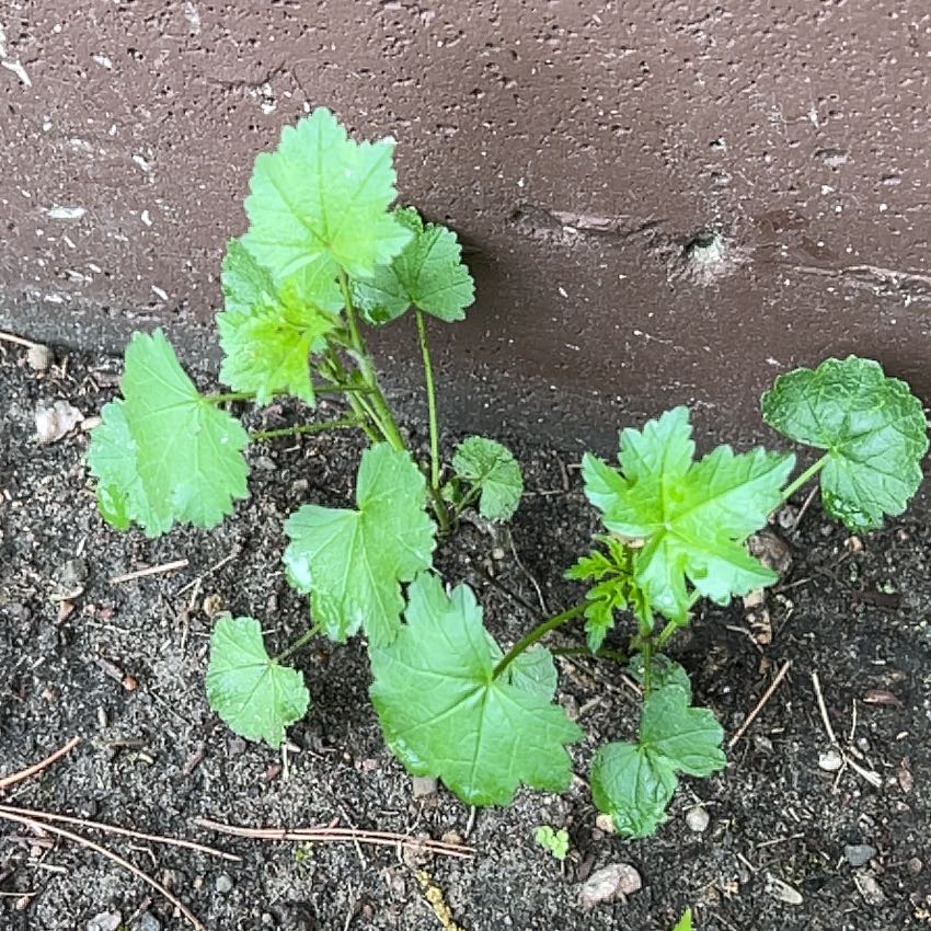 Photo of the plant species Cheeseweed Mallow by @TunefulMelittis named Elle on Greg, the plant care app