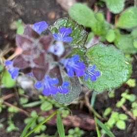 Photo of the plant species Blue Bugle by @TunefulMelittis named Orlando Bloom on Greg, the plant care app