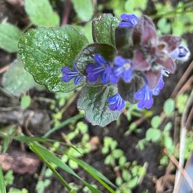 Photo of the plant species Blue Bugle by @TunefulMelittis named ChloroPhil on Greg, the plant care app