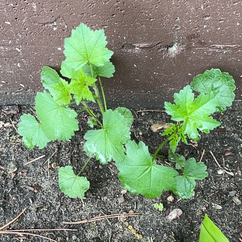 Photo of the plant species Cheeseweed Mallow by @TunefulMelittis named Sanders on Greg, the plant care app