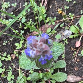 Photo of the plant species Creeping Charlie by @TunefulMelittis named Harry on Greg, the plant care app