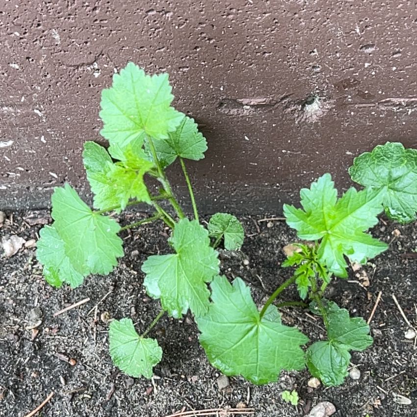Photo of the plant species White Mulberry by @TunefulMelittis named Surya on Greg, the plant care app