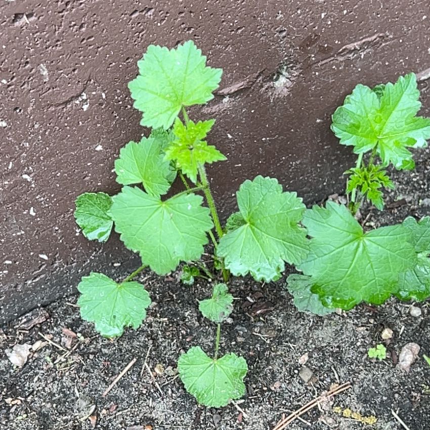 Photo of the plant species Cheeseweed Mallow by @TunefulMelittis named Beyonce on Greg, the plant care app