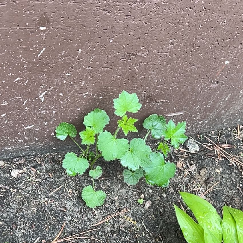 Photo of the plant species Common Mallow by @TunefulMelittis named Marilyn on Greg, the plant care app