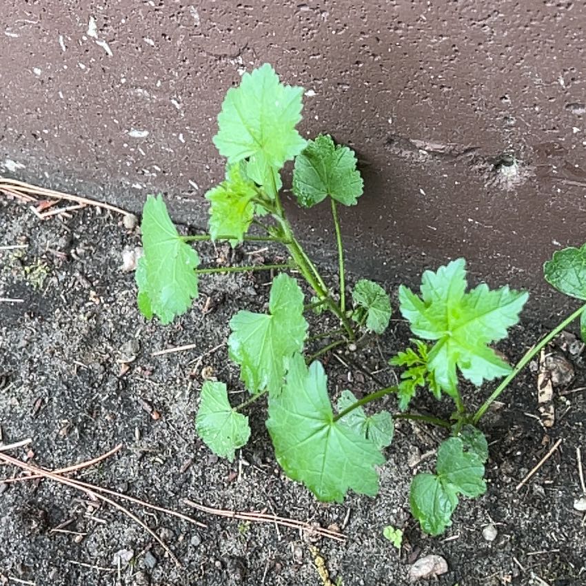 Photo of the plant species Cheeseweed Mallow by @TunefulMelittis named Spike Leaves on Greg, the plant care app