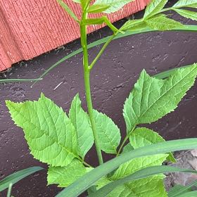 Photo of the plant species Green Ash by @TunefulMelittis named Ronaldo on Greg, the plant care app