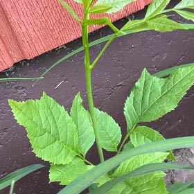 Photo of the plant species Green Ash by @TunefulMelittis named Peter Parker on Greg, the plant care app