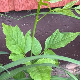 Photo of the plant species American Pokeweed by @TunefulMelittis named Lavender on Greg, the plant care app