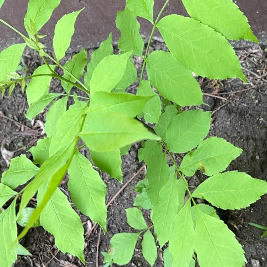 Photo of the plant species Oregon Ash by @TunefulMelittis named Surya on Greg, the plant care app