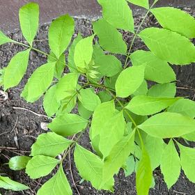 Photo of the plant species Oregon Ash by @TunefulMelittis named Stella on Greg, the plant care app
