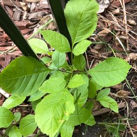 Photo of the plant species Green Ash by @TunefulMelittis named Hemingway on Greg, the plant care app