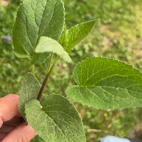 Photo of the plant species Rampion Bellflower by @TunefulMelittis named Denali on Greg, the plant care app