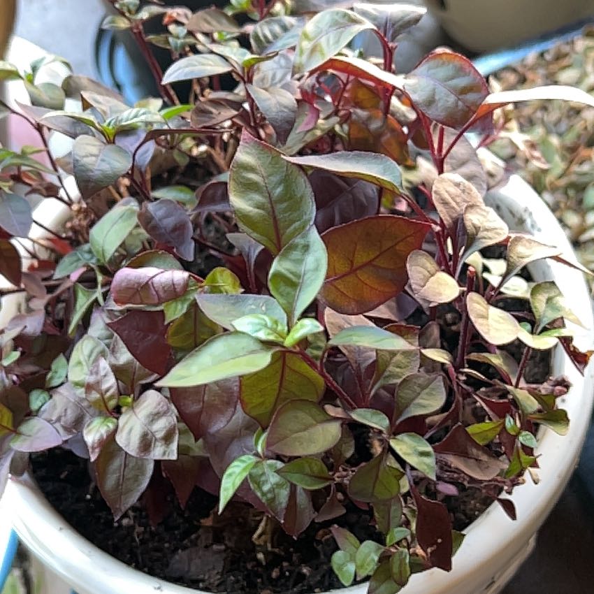 Photo of the plant species Brazilian Joyweed by @TunefulMelittis named Robert Plant on Greg, the plant care app