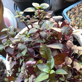 Photo of the plant species Brazilian Joyweed by @TunefulMelittis named Zion on Greg, the plant care app