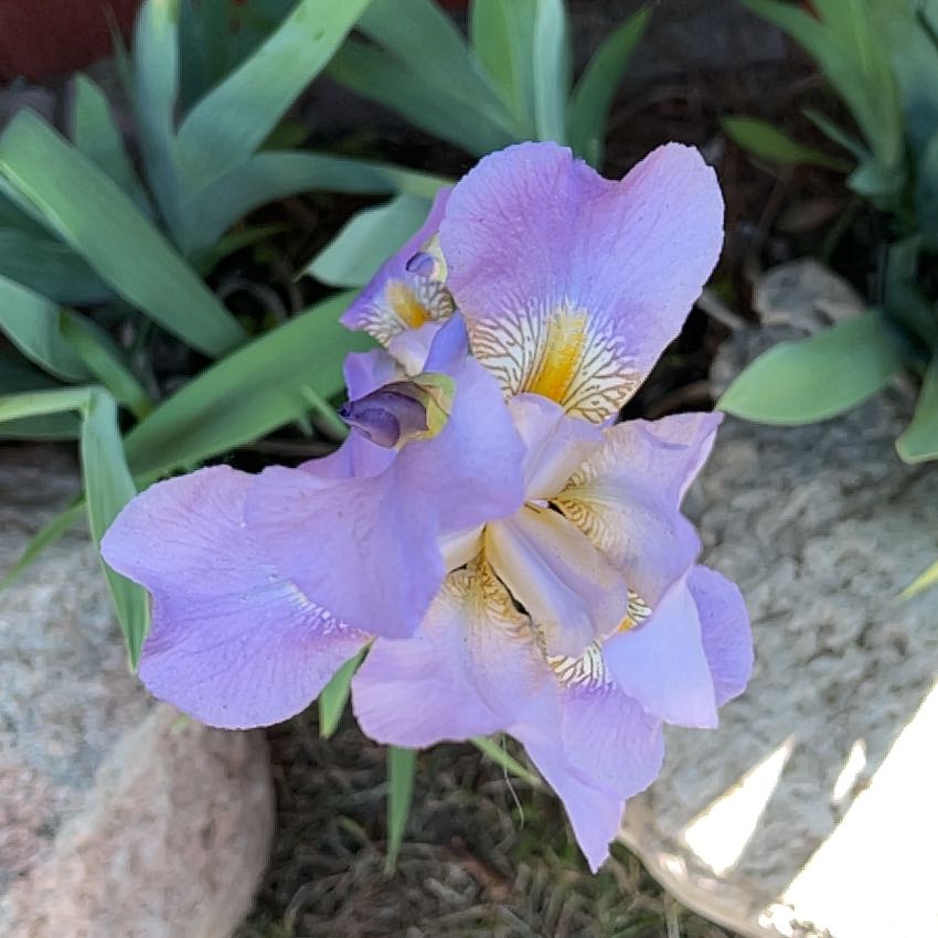 Photo of the plant species Crimean Iris by @TunefulMelittis named Homer on Greg, the plant care app