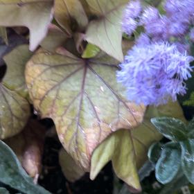 Photo of the plant species Blue Mistflower by @TunefulMelittis named Messi on Greg, the plant care app