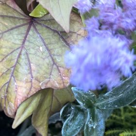 Photo of the plant species Blue Mistflower by @TunefulMelittis named Gates on Greg, the plant care app