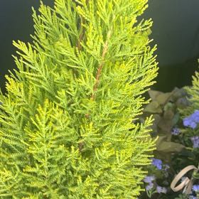 Photo of the plant species Cupressus macrocarpa by @TunefulMelittis named LiloStitch on Greg, the plant care app