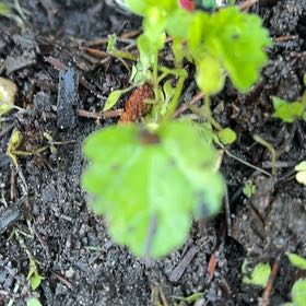 Photo of the plant species Henbit Dead-Nettle by @TunefulMelittis named Sigmund on Greg, the plant care app