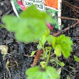 Photo of the plant species Japanese Ivy by @TunefulMelittis named Dolores on Greg, the plant care app
