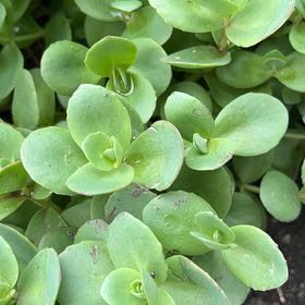 Photo of the plant species Fairy Crassula by @TunefulMelittis named James Dean on Greg, the plant care app