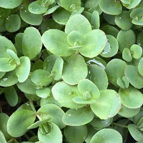 Photo of the plant species Fairy Crassula by @TunefulMelittis named Muhammad Ali on Greg, the plant care app