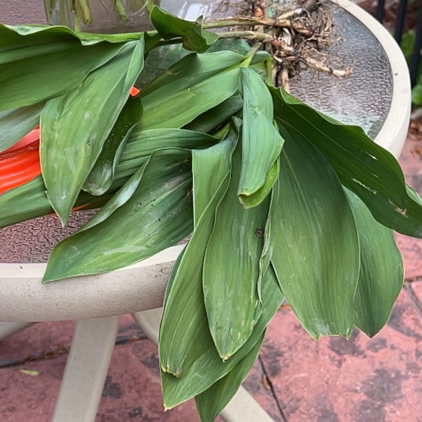 Photo of the plant species May Bells by @TunefulMelittis named Fernie Mac on Greg, the plant care app