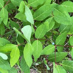 Photo of the plant species Indian Hemp by @TunefulMelittis named Navajo on Greg, the plant care app