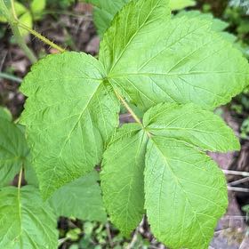 Photo of the plant species European Red Raspberry by @TunefulMelittis named Spike Leaves on Greg, the plant care app
