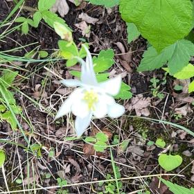 Photo of the plant species Colorado Blue Columbine by @TunefulMelittis named Maya on Greg, the plant care app